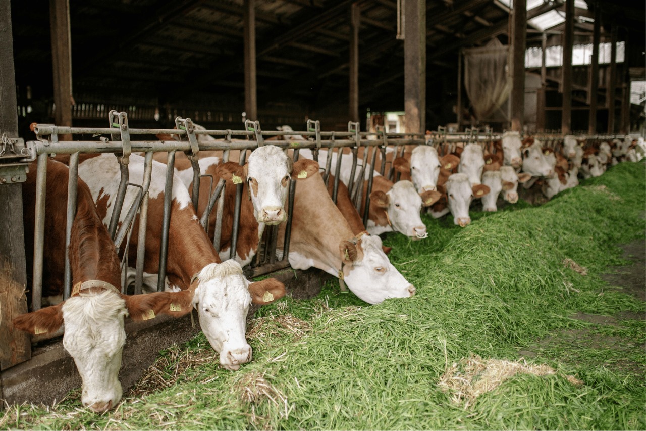 Sapi